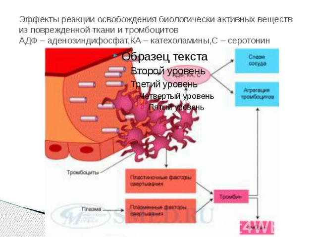 Эффекты реакции освобождения биологически активных веществ из поврежденной ткани и тромбоцитов АДФ – аденозиндифосфат,КА – катехоламины,С – серотонин