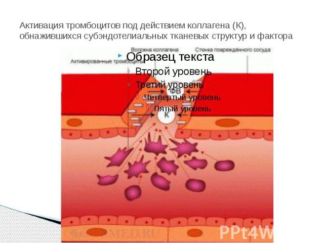 Активация тромбоцитов под действием коллагена (К), обнажившихся субэндотелиальных тканевых структур и фактора 