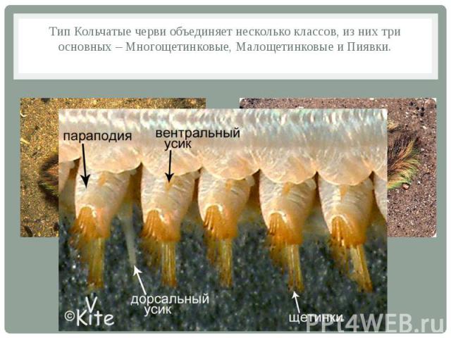 Тип Кольчатые черви объединяет несколько классов, из них три основных – Многощетинковые, Малощетинковые и Пиявки.