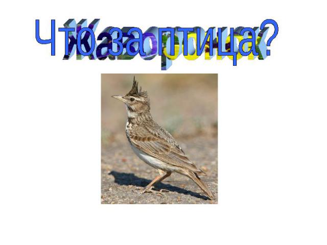 Что за птица?Жаворонок