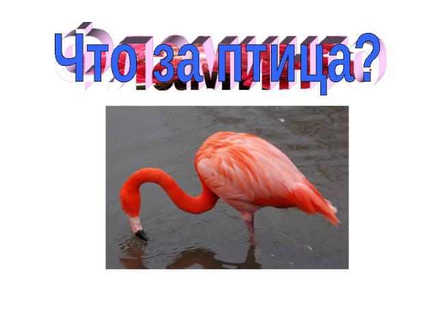 Что за птица?Фламинго