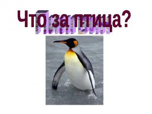 Что за птица?Пингвин