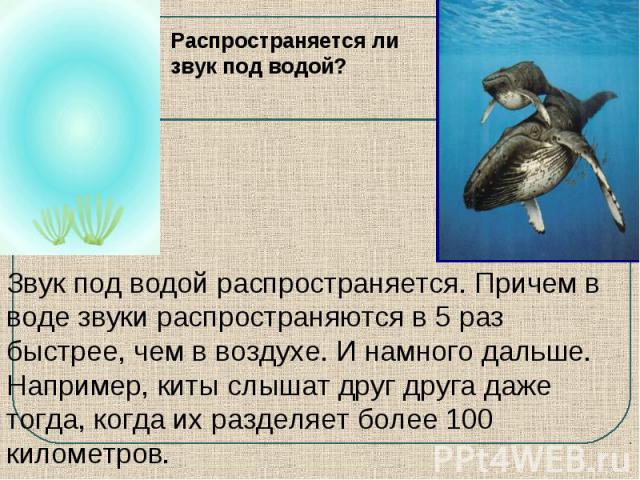 Распространяется ли звук под водой?Звук под водой распространяется. Причем в воде звуки распространяются в 5 раз быстрее, чем в воздухе. И намного дальше. Например, киты слышат друг друга даже тогда, когда их разделяет более 100 километров.