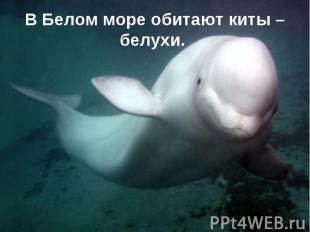 В Белом море обитают киты – белухи.