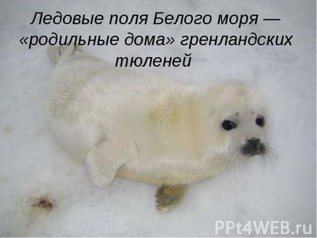 Ледовые поля Белого моря — «родильные дома» гренландских тюленей