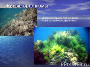 Живые организмы Морские водоросли Черного моря: ульва, энтероморфа, цистозейра.