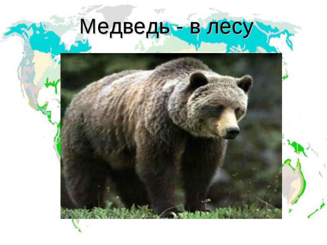 Медведь - в лесу