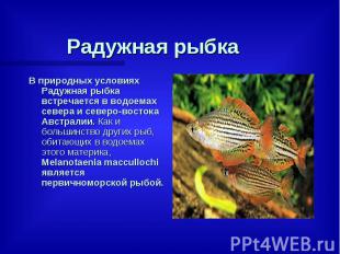 Радужная рыбка В природных условиях Радужная рыбка встречается в водоемах севера