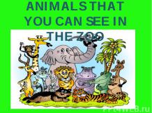 Animals that you can see in the zoo