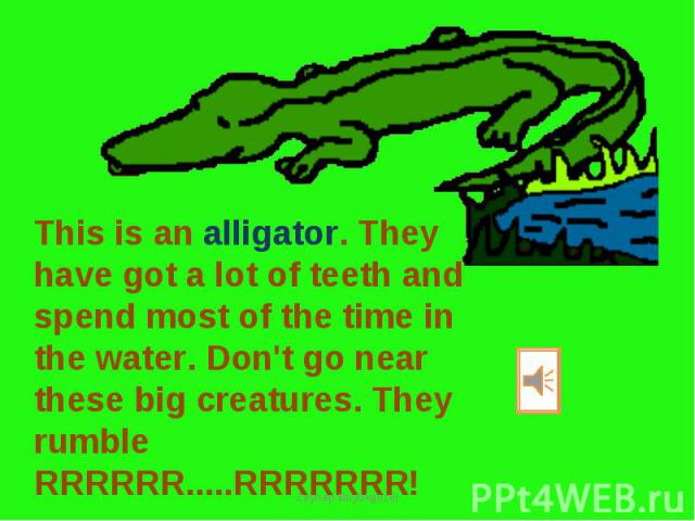 This is an alligator. They have got a lot of teeth and spend most of the time in the water. Don't go near these big creatures. They rumble RRRRRR.....RRRRRRR!