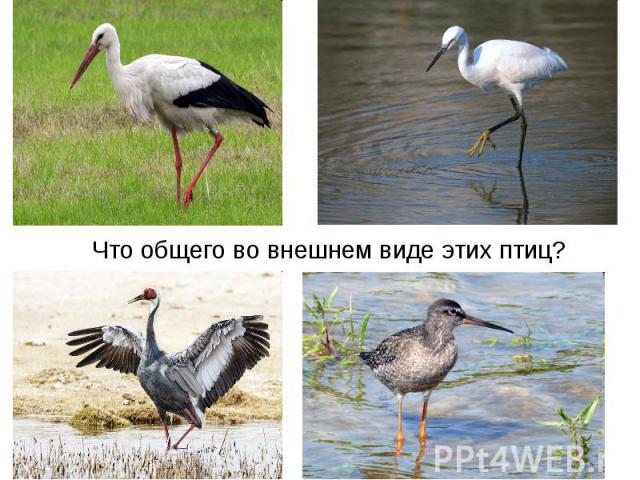 Что общего во внешнем виде этих птиц?