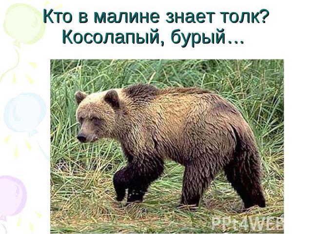 Кто в малине знает толк? Косолапый, бурый…