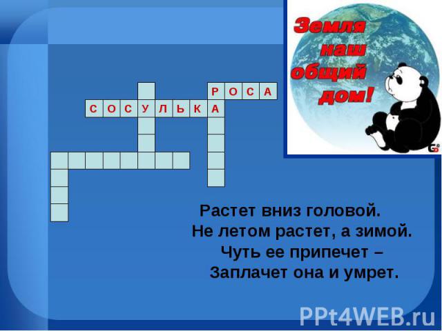 Растет вниз головой. Не летом растет, а зимой. Чуть ее припечет – Заплачет она и умрет.