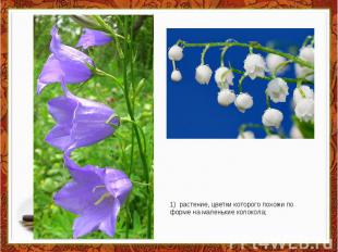 1) растение, цветки которого похожи по форме на маленькие колокола;