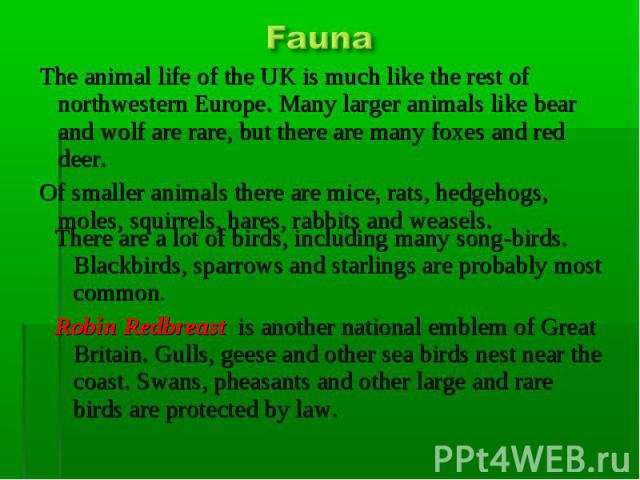 Fauna Thе animal life of the UK is much like the rest of northwestern Europe. Many larger animals like bear and wolf are rare, but there are many foxes and red deer. Of smaller animals there are mice, rats, hedgehogs, moles, squirrels, hares, rabbit…