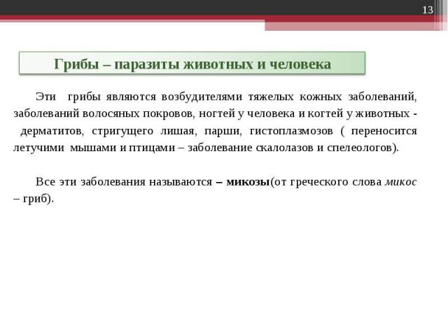 Грибы – паразиты животных и человекаЭти грибы являются возбудителями тяжелых кожных заболеваний, заболеваний волосяных покровов, ногтей у человека и когтей у животных - дерматитов, стригущего лишая, парши, гистоплазмозов ( переносится летучими мышам…