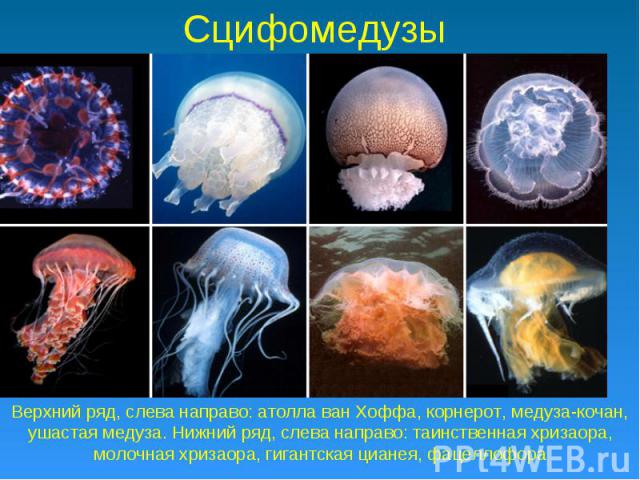 Сцифомедузы Верхний ряд, слева направо: атолла ван Хоффа, корнерот, медуза-кочан, ушастая медуза. Нижний ряд, слева направо: таинственная хризаора, молочная хризаора, гигантская цианея, фацеллофора