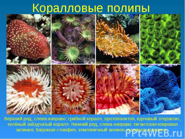 Коралловые полипы Верхний ряд, слева направо: грибной коралл, протопалитоя, курчавый этерактис, зелёный звёздчатый коралл. Нижний ряд, слева направо: гигантская ковровая актиния, багряная стомфия, земляничный анемон, водяная уртицина.