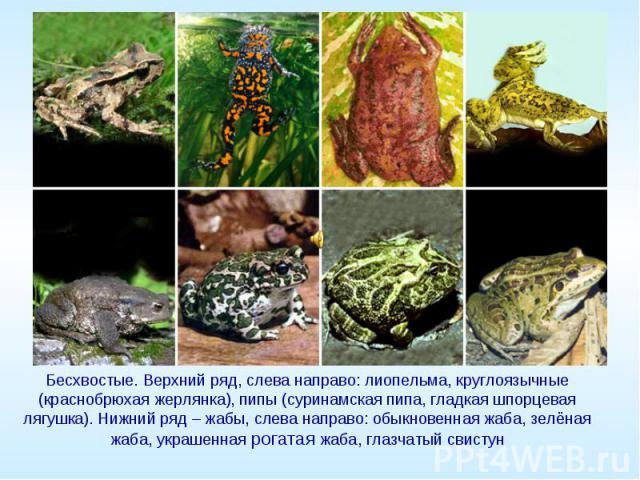 Бесхвостые. Верхний ряд, слева направо: лиопельма, круглоязычные (краснобрюхая жерлянка), пипы (суринамская пипа, гладкая шпорцевая лягушка). Нижний ряд – жабы, слева направо: обыкновенная жаба, зелёная жаба, украшенная рогатая жаба, глазчатый свистун