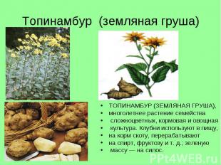Топинамбур (земляная груша) ТОПИНАМБУР (ЗЕМЛЯНАЯ ГРУША), многолетнее растение се