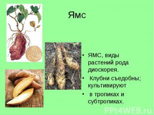 Ямс ЯМС, виды растений рода диоскорея. Клубни съедобны; культивируют в тропиках