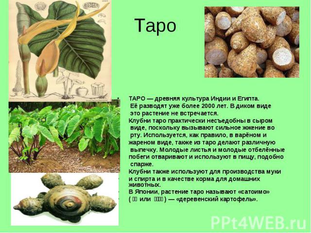 Таро ТАРО — древняя культура Индии и Египта. Её разводят уже более 2000 лет. В диком виде это растение не встречается.Клубни таро практически несъедобны в сыром виде, поскольку вызывают сильное жжение во рту. Используется, как правило, в варёном и ж…