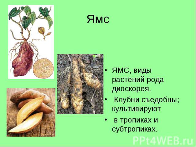 Ямс ЯМС, виды растений рода диоскорея. Клубни съедобны; культивируют в тропиках и субтропиках.