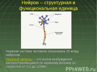 Нейрон – структурная и функциональная единица Нервная система человека образован