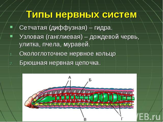Типы нервных систем Сетчатая (диффузная) – гидра.Узловая (ганглиевая) – дождевой червь, улитка, пчела, муравей.Окологлоточное нервное кольцоБрюшная нервная цепочка.