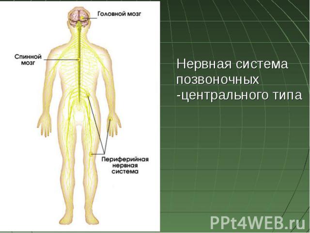 Нервная система позвоночных -центрального типа