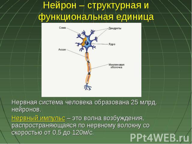 Нейрон – структурная и функциональная единица Нервная система человека образована 25 млрд. нейронов.Нервный импульс – это волна возбуждения, распространяющаяся по нервному волокну со скоростью от 0,5 до 120м/с.