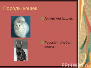 Породы кошек Ангорская кошка.Русская голубая кошка.