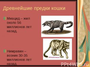 Древнейшие предки кошки Миацид – жил около 56 миллионов лет назад.Нимравин – воз