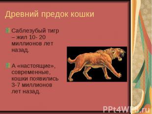 Древний предок кошки Саблезубый тигр – жил 10- 20 миллионов лет назад.А «настоящ