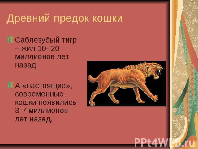Древний предок кошки Саблезубый тигр – жил 10- 20 миллионов лет назад.А «настоящие», современные, кошки появились 3-7 миллионов лет назад.