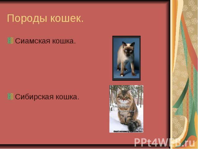 Породы кошек. Сиамская кошка.Сибирская кошка.