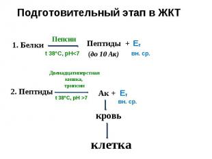 Подготовительный этап в ЖКТ