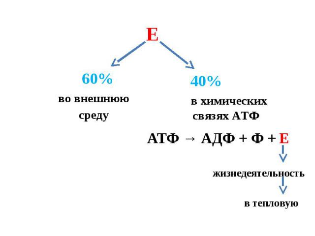 во внешнююсреду в химическихсвязях АТФ АТФ → АДФ + Ф + Е