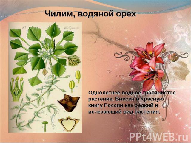 Чилим, водяной орехОднолетнее водное травянистое растение. Внесен в Красную книгу России как редкий и исчезающий вид растения.