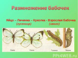 Размножение бабочекЯйцо – Личинка – Куколка - Взрослая бабочка (гусеница) (имаго