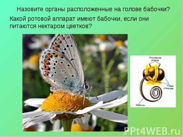 Назовите органы расположенные на голове бабочки?Какой ротовой аппарат имеют бабочки, если они питаются нектаром цветков?