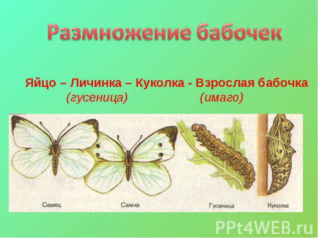 Размножение бабочекЯйцо – Личинка – Куколка - Взрослая бабочка (гусеница) (имаго)