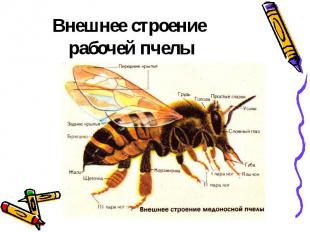 Внешнее строение рабочей пчелы