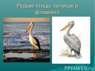 Редкие птицы: пеликан и фламинго
