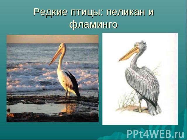Редкие птицы: пеликан и фламинго
