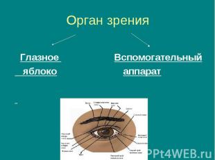 Орган зрения Глазное Вспомогательный яблоко аппарат