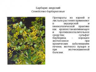 Барбарис амурский Семейство барбарисовыхПрепараты из корней и листьев растения п