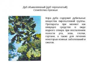 Дуб обыкновенный (дуб черешчатый) Семейство буковыхКора дуба содержит дубильные