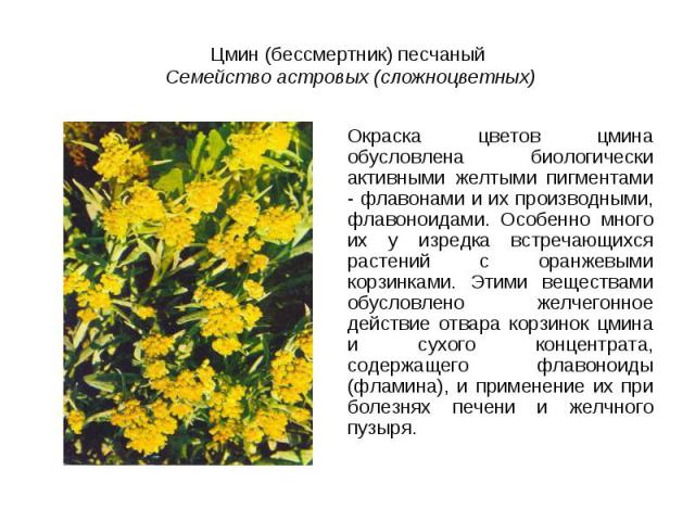 Цмин (бессмертник) песчаный Семейство астровых (сложноцветных)Окраска цветов цмина обусловлена биологически активными желтыми пигментами - флавонами и их производными, флавоноидами. Особенно много их у изредка встречающихся растений с оранжевыми кор…