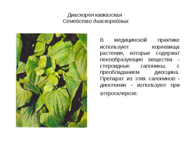 Диаскорея кавказская Семейство диаскорейныхВ медицинской практике используют корневища растения, которые содержат пенообразующие вещества - стероидные сапонины, с преобладанием диосцина. Препарат из этих сапонинов - диоспонин - используют при атерос…